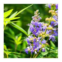 Vitex jahňací - Vitex agnus castus Co3L