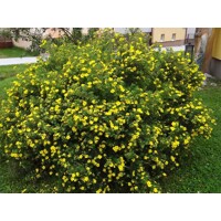 Nátržník - Potentilla fruticosa 'Goldstar' Co1L