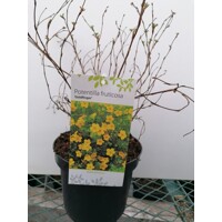 Nátržník - Potentilla fruticosa 'Goldstar' Co1L
