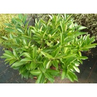Vavrínovec lekársky - Prunus laurocerasus ´Green Planet´ Co20L 60/80