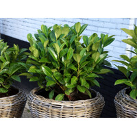Vavrínovec lekársky - Prunus laurocerasus ´Green Planet´ Co20L 60/80