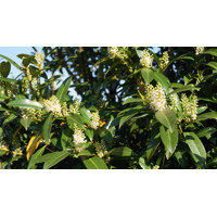 Vavrínovec lekársky - Prunus laurocerasus ´Herbergii´ Co20L 120/140