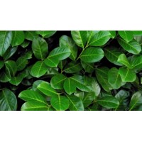 Vavrínovec lekársky (Okrúhlolistý) - Prunus laurocerasus Rotundifolia Co20L  100/120