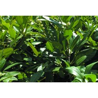 Vavrínovec lekársky - Prunus laurocerasus ´Cherry Brandy´ Co3L 30/40
