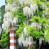 Vistéria čínska - Wisteria sinensis Alba Co2L 60/80