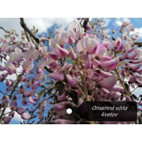 Vistéria čínska - Wisteria sinensis Alba Co2L 60/80