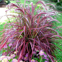 Pennisetum setaceum ´Fireworks´ Co14