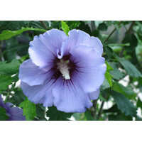 Ibištek - Hibiscus syriacus ´Marina´ Co2L
