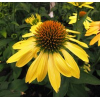 Echinacea ´Mellow Yellow´ P15