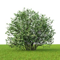 Jarabina čierna - Aronia prunifolia ´NERO´ 20/30