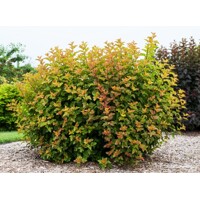 Tavoľa  - Physocarpus opulifolius ´Amber Jubilee´ Co2,5L  30/40