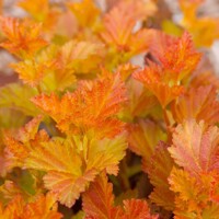Tavoľa  - Physocarpus opulifolius ´Amber Jubilee´ Co2,5L  30/40