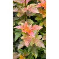 Tavoľa  - Physocarpus opulifolius ´Amber Jubilee´ Co2,5L  30/40