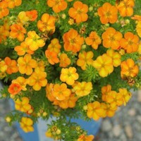 Nátržník - Potentilla fruticosa 'Bella Sol' Co2,5L  20/30