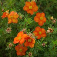 Nátržník - Potentilla fruticosa 'Bella Sol' Co2,5L  20/30