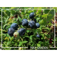 Čučoriedka - Vaccinium corymbosum  ´Herbert´ Co2,5L  30/40