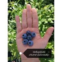 Čučoriedka - Vaccinium corymbosum  ´Herbert´ Co2,5L  30/40