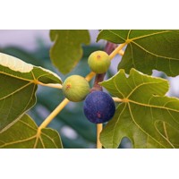 Figovník - Ficus carica ´Györöki lapos´  Co5L  100/120 - stromková