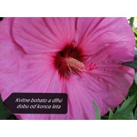 Ibištek bahenný - Hibiscus moscheutos SUMMERIFIC® 'Berry Awesome'  Co5L