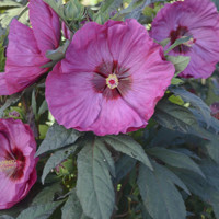 Ibištek bahenný - Hibiscus moscheutos SUMMERIFIC® 'Berry Awesome'  Co5L