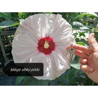 Ibištek bahenný - Hibiscus moscheutos SUMMERIFIC® 'Cherry Cheescake'  Co5L