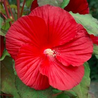 Ibištek bahenný - Hibiscus moscheutos SUMMERIFIC® 'My Valentine'  Co5L