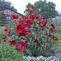 Ibištek bahenný - Hibiscus moscheutos SUMMERIFIC® 'My Valentine'  Co5L