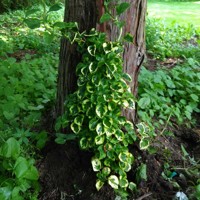 Hortenzia metlinatá - Hydrangea petiolaris 'Miranda'  Co2L 40+