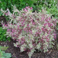 Vajgela kvetnatá  - Weigela florida 'Verweig Monet'®' Co2,5L  15/20