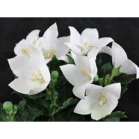 Platycodon grandiflorus 'Astra White' P12