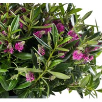Hebe Addenda ´Kamilla Pink´ Co0,8L