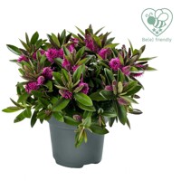 Hebe Addenda ´Kamilla Pink´ Co0,8L