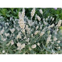 Levanduľa úzkolistá  - Lavandula angustifolia 'Ellagance Ice White'  P17