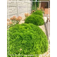 Tuja západná - Thuja occidentalis ´Danica´ Co2L  15/20