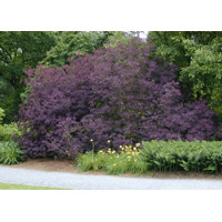 Cotinus coggygrya Royal Purple Co2L