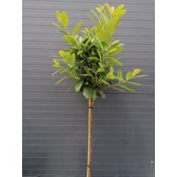 Vavrínovec lekársky - Prunus laurocerasus ´Ani´ Co7,5L KM80
