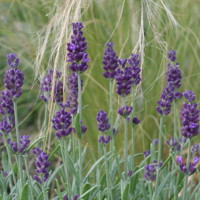 Levanduľa úzkolistá  -  Lavandula angustifolia 'Dark Violet'  P13