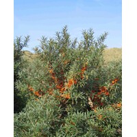 Rakytník rešetliakovitý SAMIČÍ ♀ Hippophae rhamnoides ´Leikora´ Co2,5L 80-100