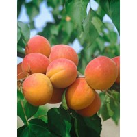 Marhuľa obyčajná - Prunus armeniaca 'Early Orange' Co7.5L