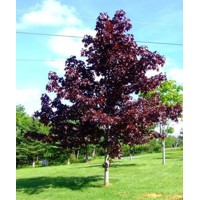 Javor mliečny - Acer platanoides ´Crimson King´ Co10L  6/8