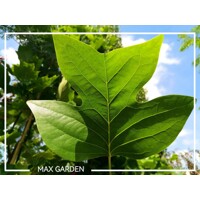 Ľaliovník tulipánokvetý - Liriodendron tulipifera Co13L 6/8   250/300