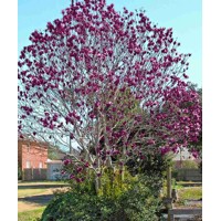 Magnolia 'Genie'  Co15L   180/200 (mladý strom)