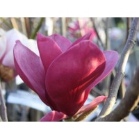 Magnolia 'Red as Red'  Co15L  150/200