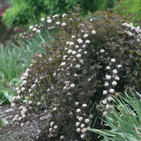 Tavoľa kalinolistá  - Physocarpus opulifolius ´Summer Wine´ Co7,5L  KM80