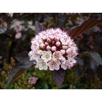Tavoľa kalinolistá  - Physocarpus opulifolius ´Summer Wine´ Co7,5L  KM80