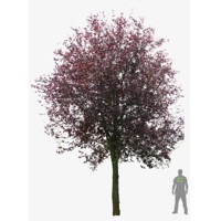 Slivka čerešňoplodá  - Prunus cerasifera 'Nigra' Co18/20L 6/8  vysokokmeň  KM200