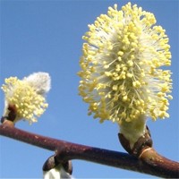 Vŕba japonská - Salix caprea Pendula  Co5L  KM80