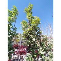 Sorbus Acuparia ´Lutescens´ - Jarabina mukyňova  Co25L  8/10  250/300
