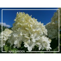 Hortenzia metlinatá - Hydrangea Paniculata ’Limelight'  Co3L 80/100
