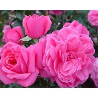 Ruža - Rosa ´Berleburg´  KM110